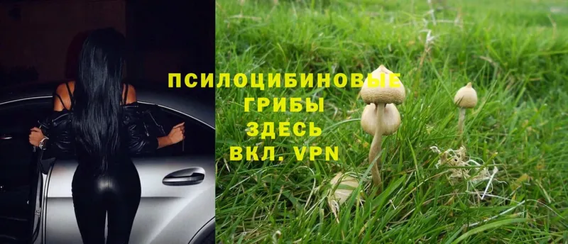 Псилоцибиновые грибы Cubensis  Камешково 